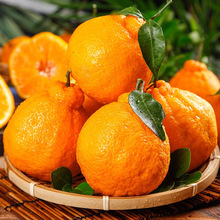 四川丑橘丑八怪橘子新鲜蜜橘桔子耙耙柑当季水果新鲜水果一件代发