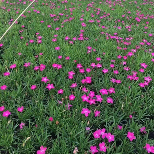 �Wʯ���15�������ҕr��ݻ���ȸ�ݰ���ţ�������ػ��ش���