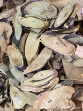 中药材铁包金中药材乌龙根大叶货老鼠草鼠乳头乌金藤老鼠耳乌口仔