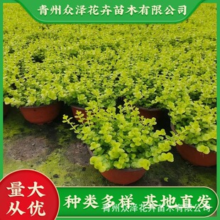 ���~�^·�S11CM�pɫ��7CM�I�B��2026����Ʒ���ɻ���
