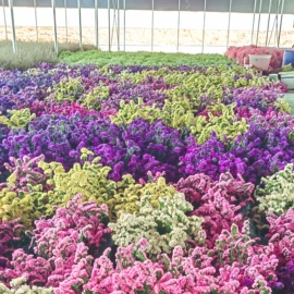 鲜花花艺制品;永生花