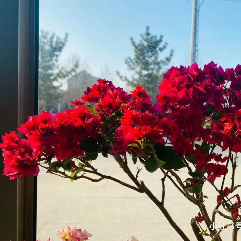 Qinhuahibiscus 老根耐寒性つる植物八重咲き四季開花鉢植え中庭観賞花バルコニー|undefined