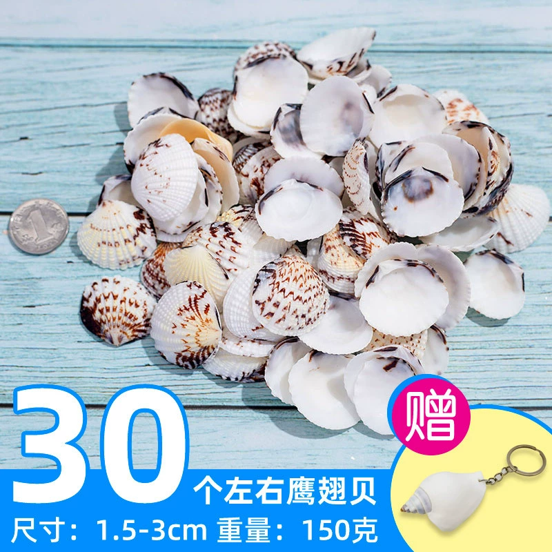 Organic aquarium with shells, aquarium decor, sample handmade