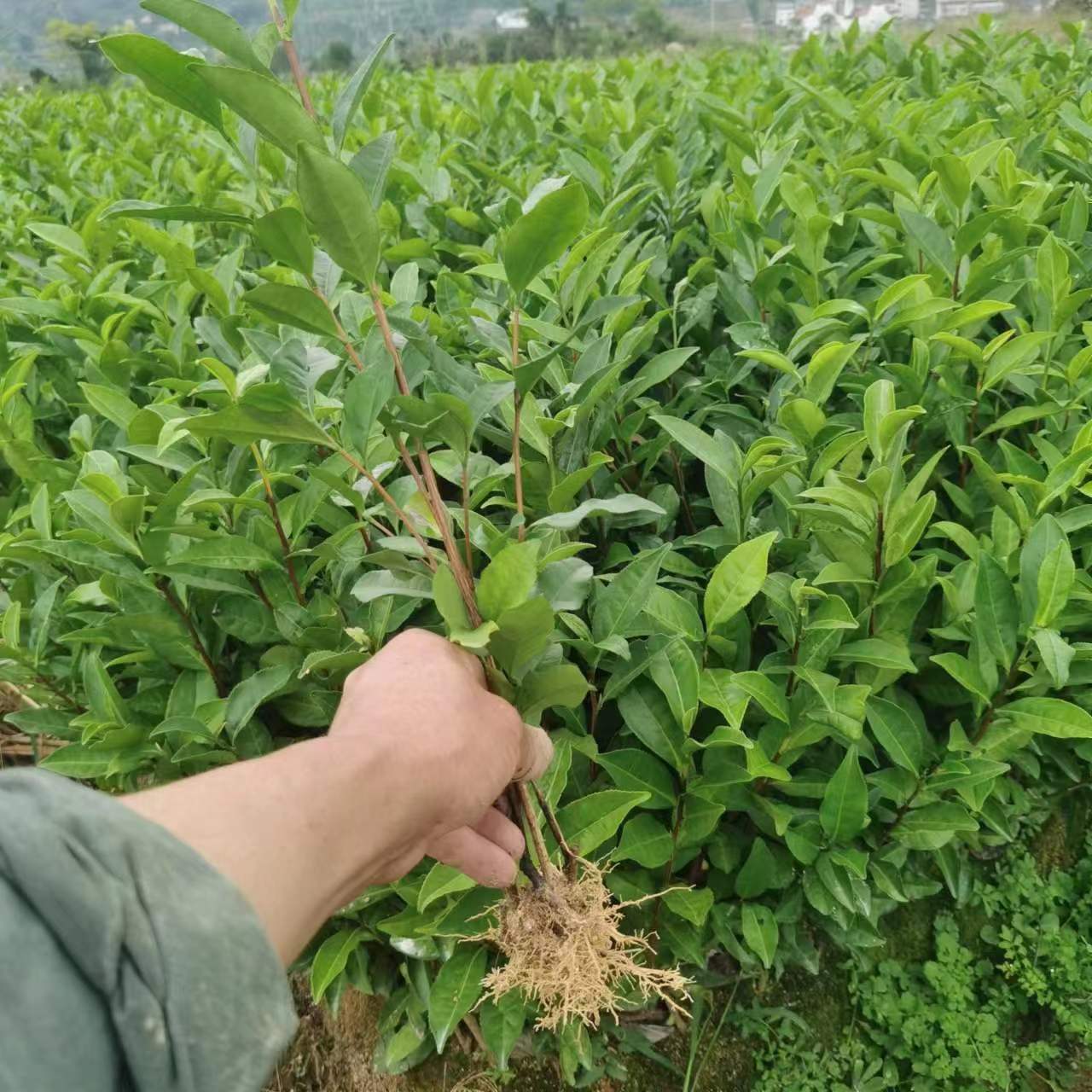 福鼎大毫茶苗 白茶全国茶树茶叶苗一年生冬插苗良种繁育基地直销-阿里巴巴