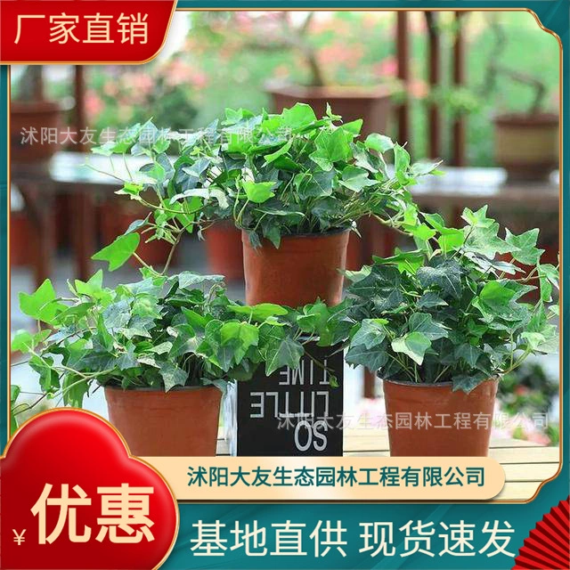 Базовые Оптовые сорта рассады плюща самостоятельного производства Полная живописная зона Ландшафтная инженерия Озеленение рассады