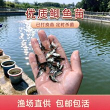 正宗鲫鱼苗中科五号工程鲫黄金鲫鲤鱼鲫鱼淡水养殖耐寒草鱼土鲫鱼