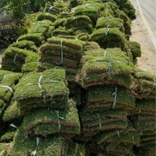 基地带泥带土真草皮马尼台湾草拉果岭草四季青工程绿化草坪批发