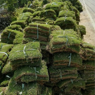 Base with Mud and Soil Real Turf Mani Taiwan Grass Green Grass All Year Round Green Engineering Greening Lawn Wholesale