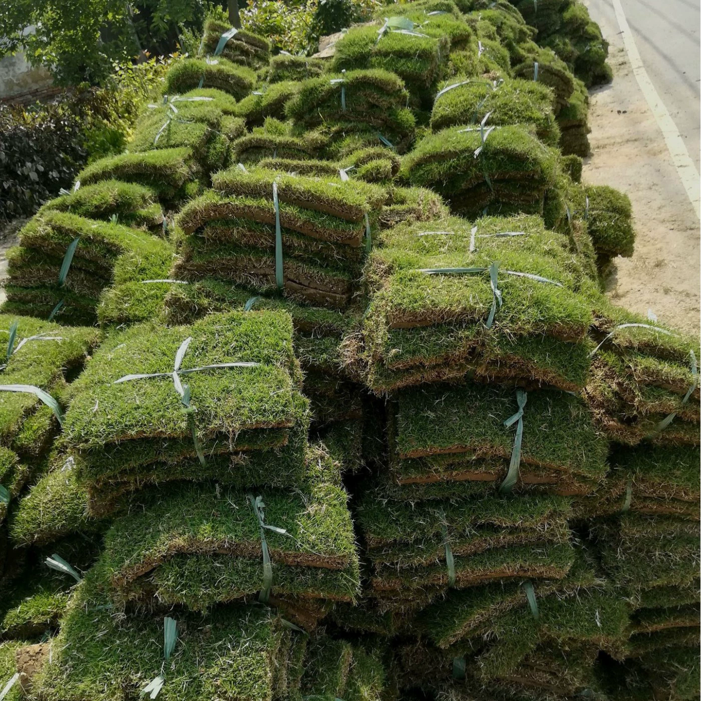 Основание с грязью и грунтом, настоящий газон Manila, Тайваньская трава, зеленая трава, круглый год, зеленый инженерный лужайка, оптовая продажа