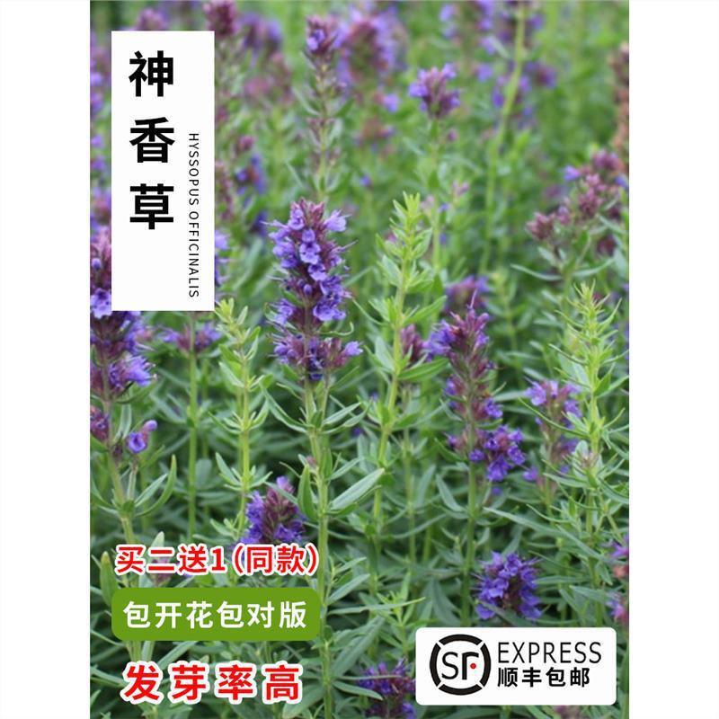 神香草种子 牛膝草 柳薄荷 海索草 Hyssop 欧洲耐热香草香料种子