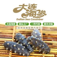 【一斤代发包邮】大连即食海参鲜活辽刺参500g源头工厂