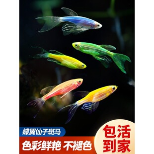 �Lβ�������ӟᎧ��ˮ�~�������R�ᵭˮ�^�p�~���w�ɹ���RС���~