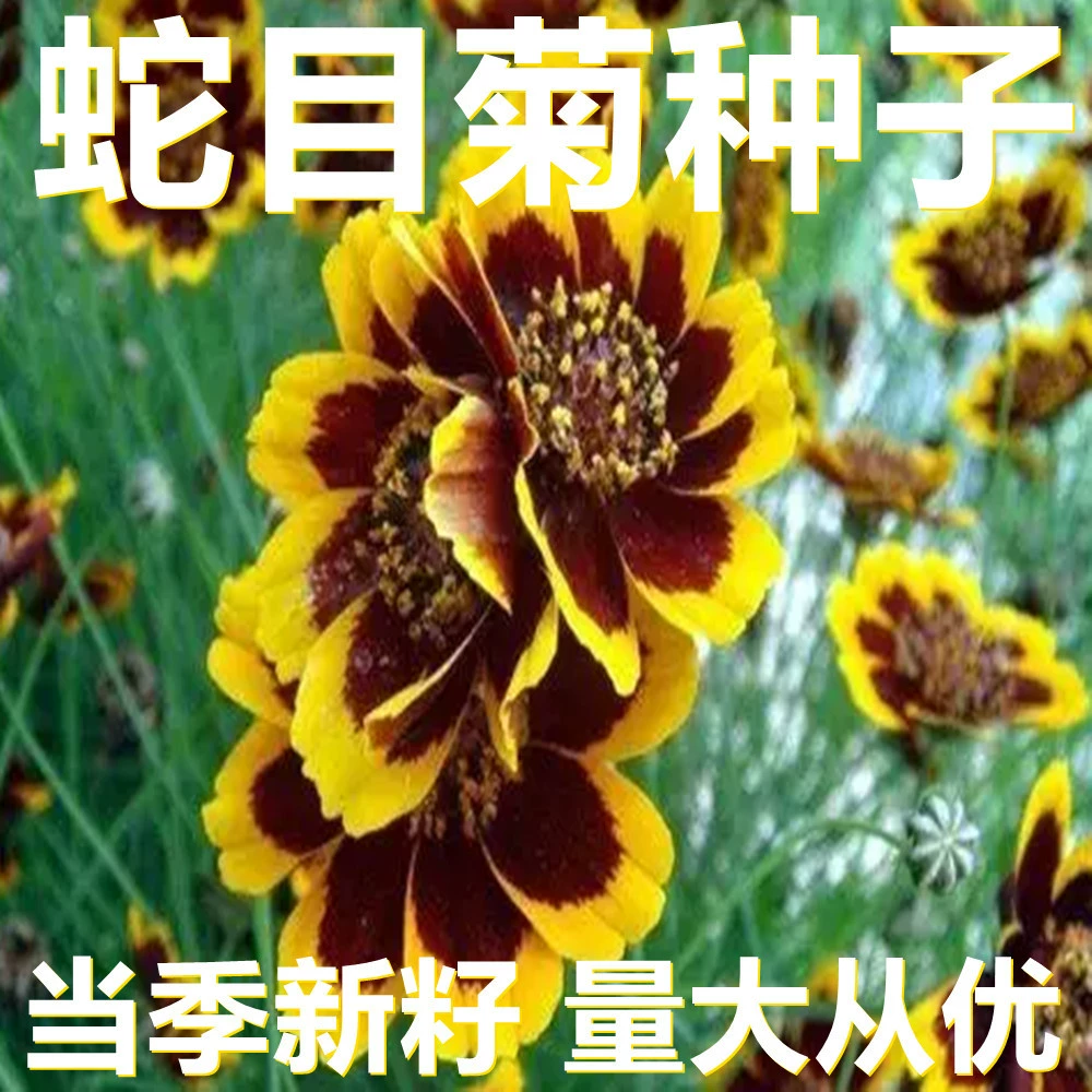 Семена хризантемы «Змеиный глаз» 250-500г в мешках оптом, прямые поставки с места происхождения, сезонные новые семена, семена садовых цветов