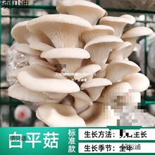 �Nֲ�@���BͰ������N�����SĢ��Ǿ��˷N���u����Ģ���Nֲ��ʳ��