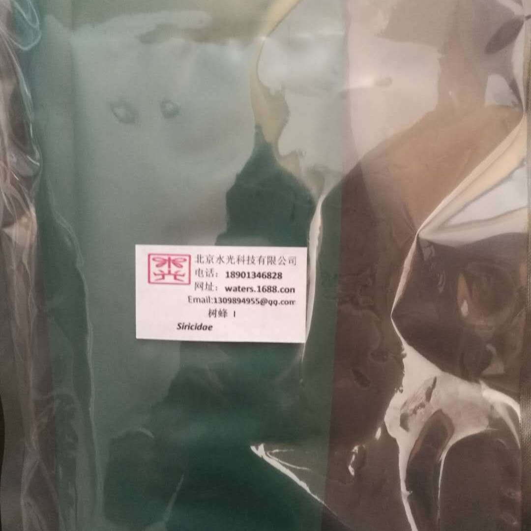 云杉树蜂，松树蜂，液体信息素 厂家直供自主研发