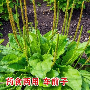 ���l܇ǰ�ӷN��һ���b܇ǰ�ݷN���в�ș�N���ļ���Ұ���в�ș��