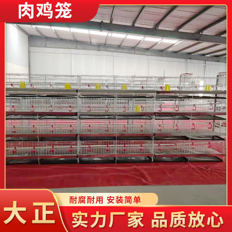 全自动肉鸡笼养殖场大型专用笼单层多层肉鸡蛋鸡笼肉鸡饲喂笼具