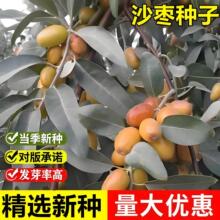 ɳNșĴɳNͺؚ׳ɻľN