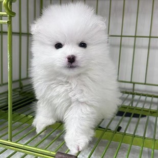 ������Ȯ���w���N���۲豭Ȯ�L���󿡽�С��Ȯ�������l�r�����