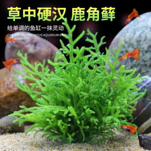 Horned Fig Lazy Aquatic Plant Soilless Hardy Low-Temperature Moss Fish Tank Ecological Bottle Rain Shower Tank Landscaping Negative