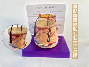 Three-dimensional skin tissue structure enlargement model hierarchical human body structure layered anatomy mold beauty plastic hair