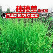 棒棒草籽小龙虾养殖水草苦梗草水稗籽耐寒挺水水草种籽虾塘草种子