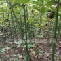 青桐苗圃种子