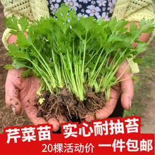芹菜苗四季小香芹蔬菜苗芹菜秧苗西芹苗芹菜根苗盆栽阳台种植