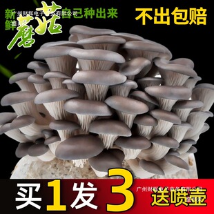 Ģ���Nֲ���ҷNĢ����ƽ���������r��������ʳ�þ��㹽Ȥζ�̨