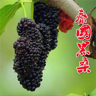 ɣ����̨���ļ��L��ɣ�o�Ѵ�ʮɣ�ؘ�����~ɣ��Ϸ������Nֲ�׻�