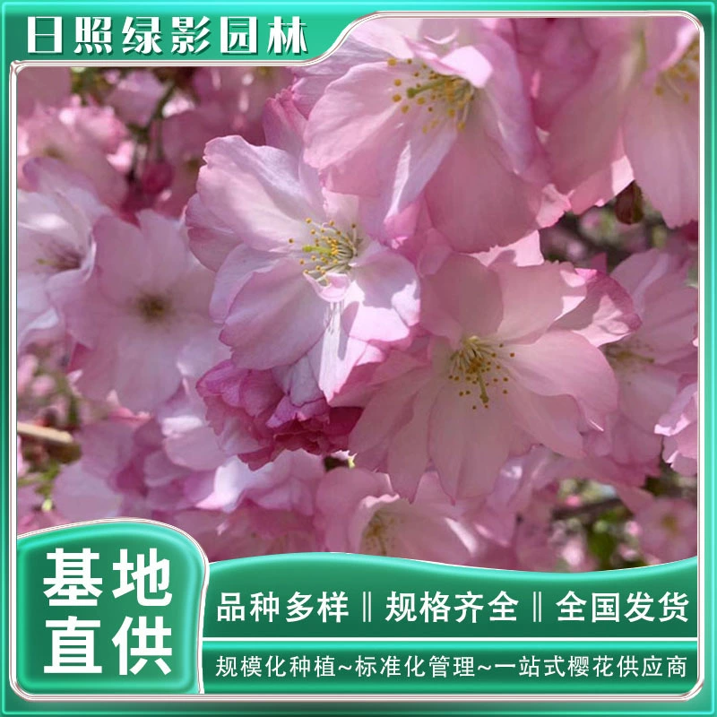 2 Рыночная цена вишни в Японии