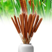 ��Ȼ�JȔ�Ѱ��ɻ����Ѱ����͈��������Ĕz���߼ҾӴ��JȔ�羳���l