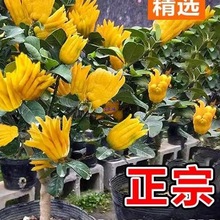 ���֘����Ԏ������A���ָ��辰��ʳ�ù������̨ͥԺ�ļ����ܾGֲ