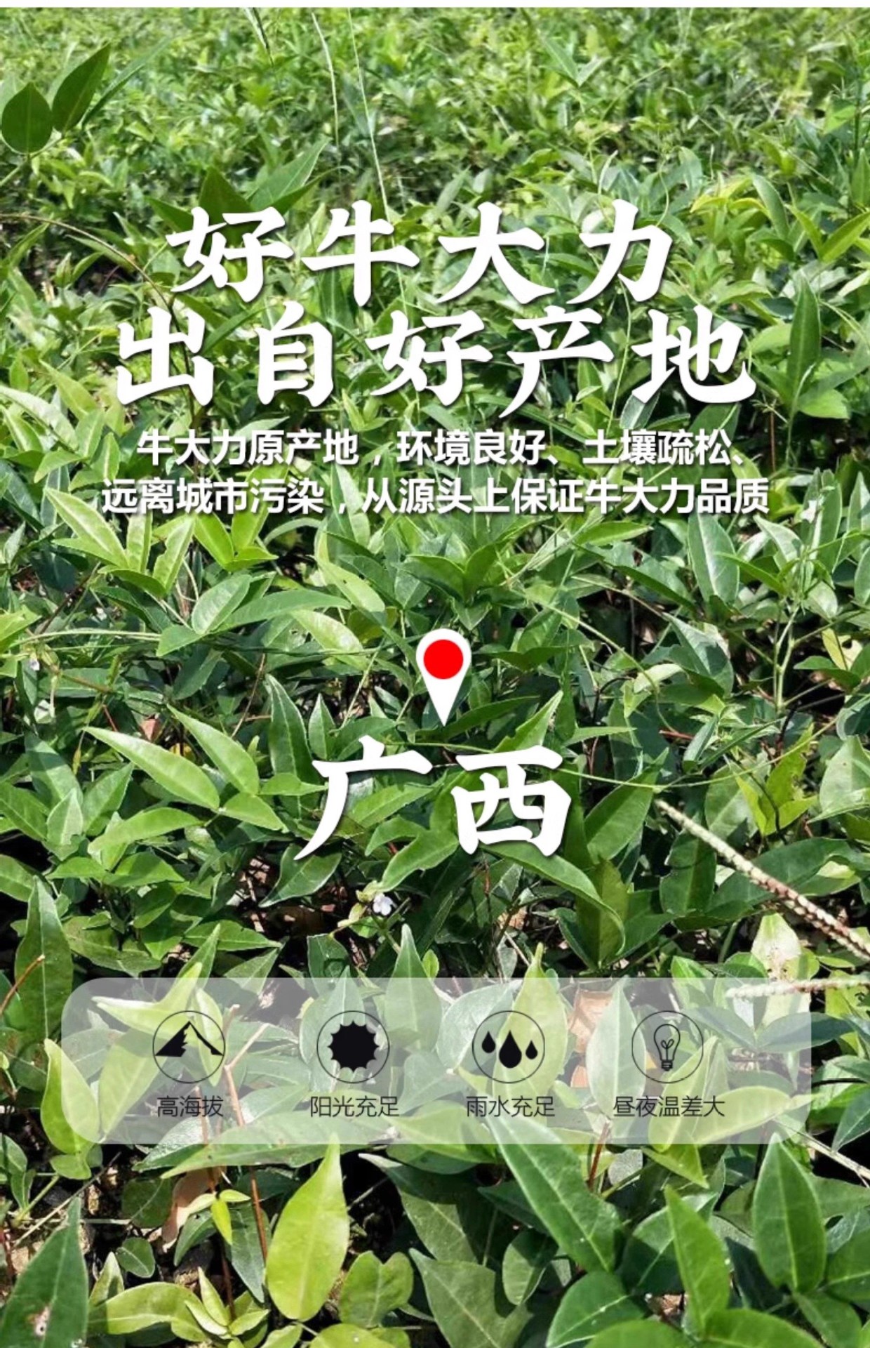 Wild Millettia Root Niu Da Li 500g Dried Millettia specisa Root Slices for Herbal Soup and Wine Soaking specifications