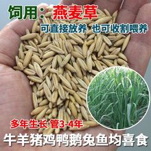 ��������ݷN���M�ڴ��~�����ѷN�ļ��Bֳţ���~ʳ�������ͺ�