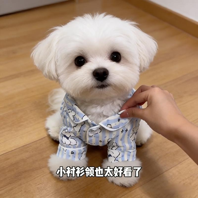 Ropa de Protección Solar para Mascotas Anticaída de Pelo y Ligera para Verano y Hogar image 1