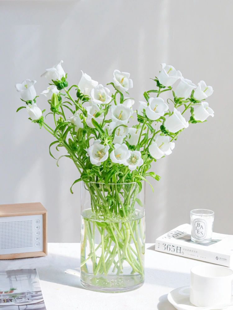 Campanula flower bell flower family life fresh cut flowers Kunming base direct delivery SF Express free shipping 4