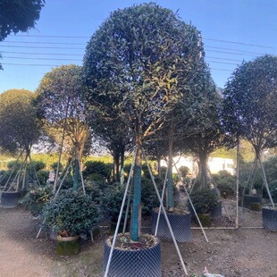 Full Crown Osmanthus Saplings, Golden Osmanthus, Autumn Osmanthus, August Osmanthus Transplant Seedlings, Flowers, Courtyard Green Plants, Tall Trees
