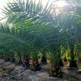 加拿利海枣50头基地批发棕榈树椰子树热带植物景观树加拿利海枣