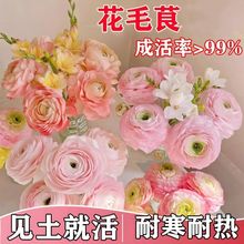 正品进口重瓣花毛茛种球根洋桔梗芹叶牡丹花苗阳台盆栽浓香花卉