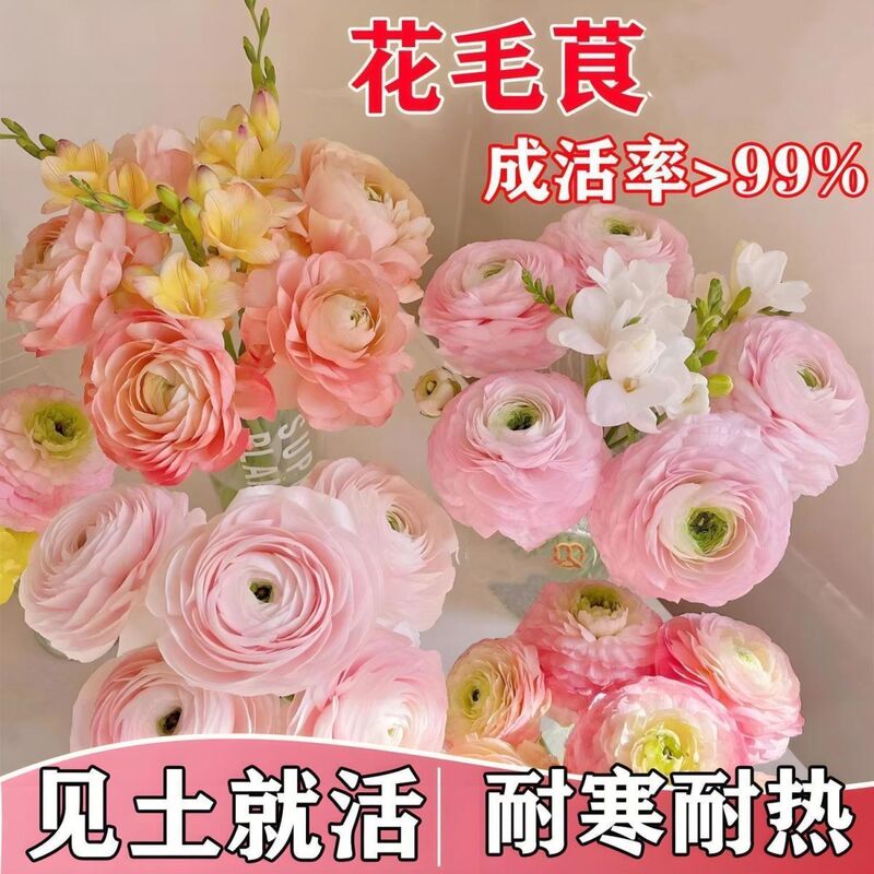 Authentic Imported Double-Flowered Buttercup Bulbs, Lisianthus, Celery-Leaf Peony Flower Seedlings, Balcony Potted Fragrant Florals
