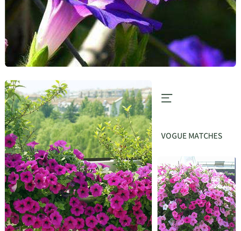 矮牵牛-开版-2_06