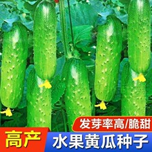 ���M����ˮ���S�ϷN���ļ�ͥԺ�̨�����S���ѷN�ļ��ײ��߲˷N��
