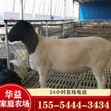 哪里有黑头杜泊绵羊养殖场澳洲白基础母羊80斤的多少奶山羊出售