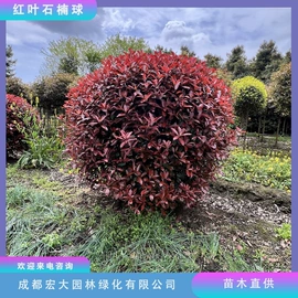 乔木;灌木;景观工程项目