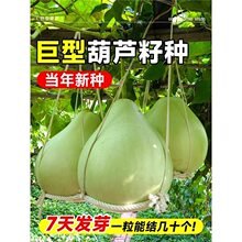 特大巨型葫芦种籽阳台庭院盆栽爬藤植物大葫芦农作物种子种苗文玩
