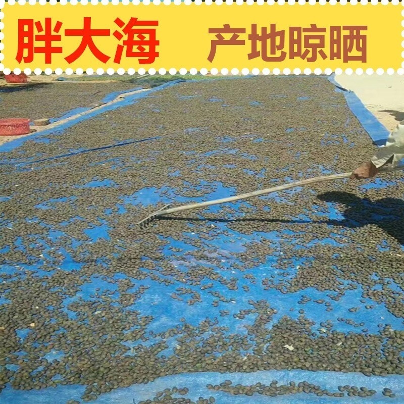 Fat Sea Seed Pang Da Hai 50g Dried Sterculia Seed for Throat-Soothing Herbal Tea Autumn Winter Wellness preparation