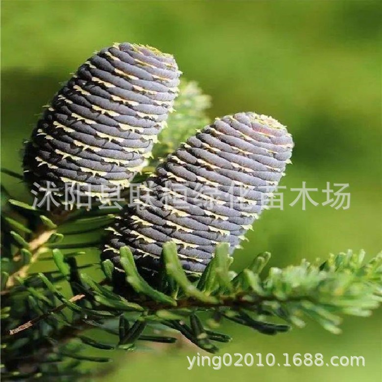 冷杉树种子喜与冷湿的云杉落叶松铁杉和某些松树组成针阔叶混交林-阿里巴巴
