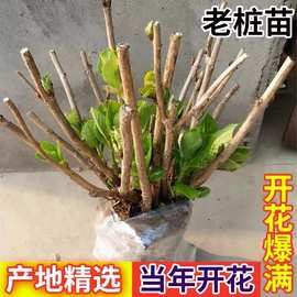 云南昆明斗南2到3年无尽夏绣球老桩 八仙花绣球大苗 工程苗绿化苗