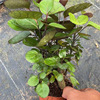 Base wholesale purple leaf Fulu Tong small pot can be used as micro -landscape water tank plant to nourish green plants